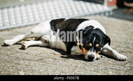 Mischling Hund ist im Hof, erschöpft von der Hitze des Sommers Stockfoto