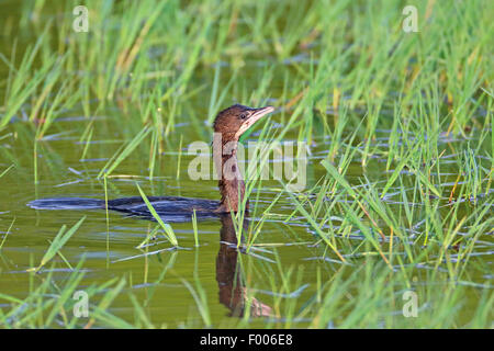 Pygmy Kormoran (Phalacrocorax Pygmeus), Schwimmen im flachen Wasser, Griechenland, See Kerkini Stockfoto