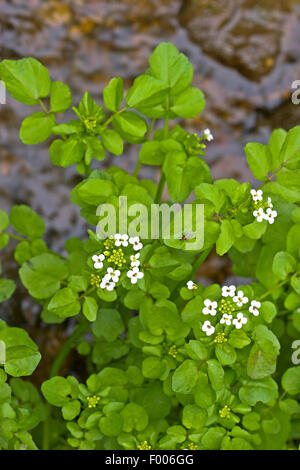 echte Brunnenkresse (Kapuzinerkresse Officinale), blühen, Deutschland Stockfoto