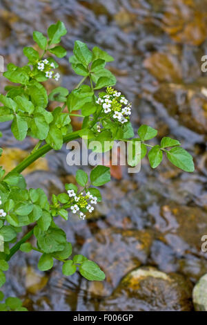 echte Brunnenkresse (Kapuzinerkresse Officinale), blühen, Deutschland Stockfoto