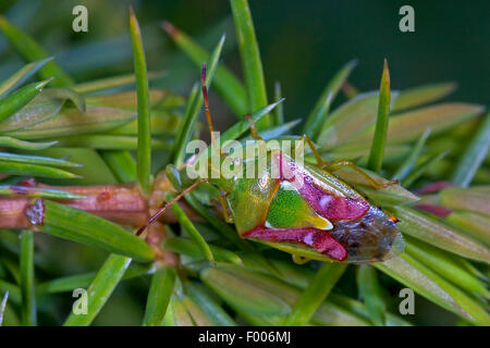 Wacholder Schild Bug (Cyphostethus Tristriatus), sitzen auf Wacholder, Deutschland Stockfoto