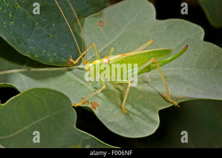 Eiche Bushcricket, Drumming Grashuepfer (Meconema Thalassinum, Meconema Varium), Weiblich, sitzt auf einem Eichenblatt, Deutschland Stockfoto