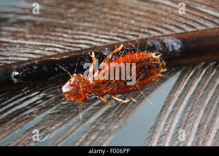 Vogel-Laus, Läuse Feder, Feder Louce (Dennyus Hirundinis, Pediculus Hirundinis), auf einer Feder, Deutschland Stockfoto