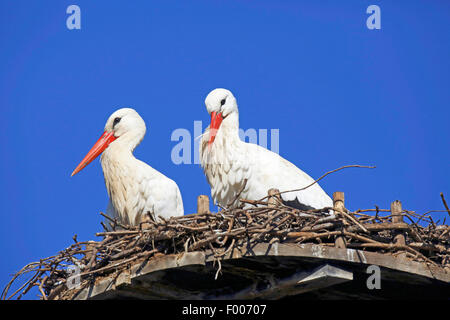 Weißstorch (Ciconia Ciconia), zwei Störche sitzen in dem Nest, Deutschland Stockfoto