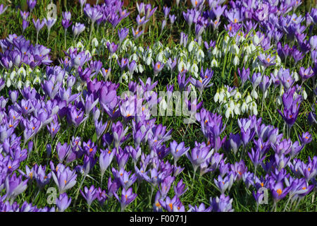 Frühe Krokusse (Crocus Tommasinianus), Krokusse und Schnee fällt auf einer Wiese, Deutschland Stockfoto