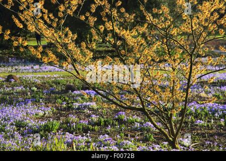 Frühlings Zaubernuss (Hamamelis Vernalis), blühenden Strauch auf einer Wiese mit Krokussen, Deutschland Stockfoto