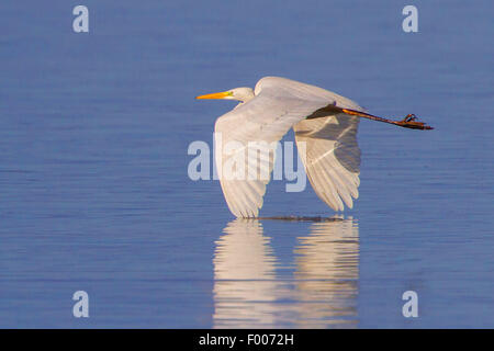 Silberreiher, Silberreiher (Egretta Alba, Casmerodius Albus, Ardea Alba), fliegen in der Nähe von der Wasser-Oberfläche Mit die Spitzen der Flügel im Wasser, Deutschland, Bayern, See Chiemsee Stockfoto