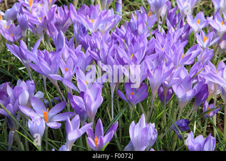 Frühe Krokusse (Crocus Tommasinianus), Krokusse auf einer Wiese, Deutschland Stockfoto