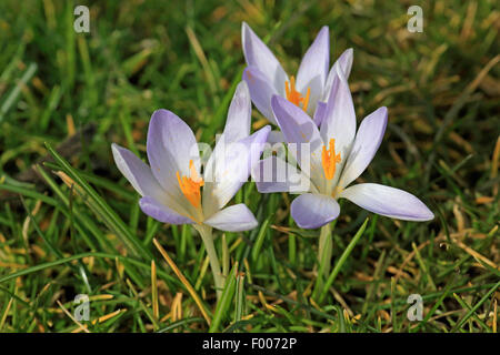 Frühe Krokusse (Crocus Tommasinianus), blühen in einer Wiese, Deutschland Stockfoto