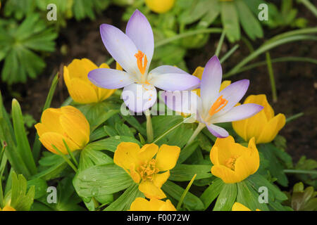 Frühe Krokusse (Crocus Tommasinianus), blühen auf einer Wiese im Winter Aconitum, Deutschland Stockfoto