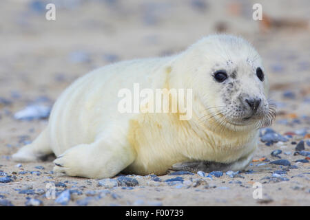 graue Dichtung (Halichoerus Grypus), Baby-Robbe am Strand, Deutschland, Schleswig-Holstein, Helgoland Stockfoto