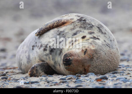 graue Dichtung (Halichoerus Grypus), schlafen am Strand, Deutschland, Schleswig-Holstein, Helgoland Stockfoto