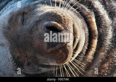 graue Dichtung (Halichoerus Grypus), Schnauze mit Schnauzbart, Deutschland, Schleswig-Holstein, Helgoland Stockfoto