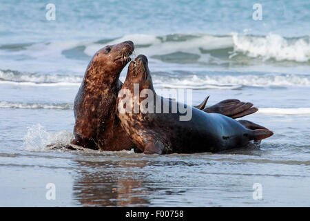 graue Dichtung (Halichoerus Grypus), kämpfen die Männchen in der Brandung, Deutschland, Schleswig-Holstein, Helgoland Stockfoto