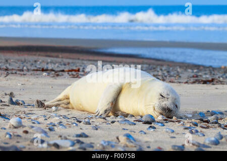 graue Dichtung (Halichoerus Grypus), schlafen Baby-Robbe am Strand, Deutschland, Schleswig-Holstein, Helgoland Stockfoto