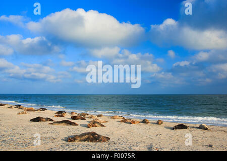 graue Dichtung (Halichoerus Grypus), Kunden Dichtungen liegen am Strand, Kolonie, Deutschland, Schleswig-Holstein, Helgoland Stockfoto