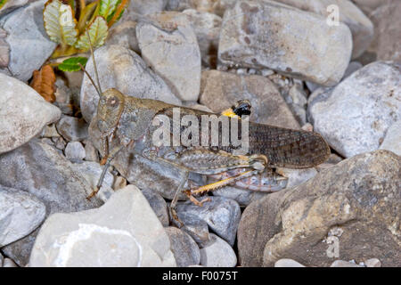 Gesprenkelte Grashüpfer, Europäische Rose geflügelte Heuschrecke (Bryodema Tuberculata, Bryodemella Tuberculata), sitzen auf dem Boden, Deutschland Stockfoto