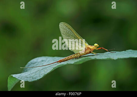 Gelbe Eintagsfliege (Potamanthus Luteus), sitzt auf einem Blatt, Deutschland Stockfoto