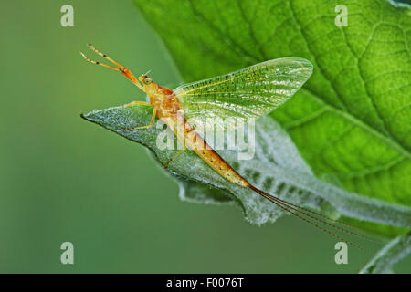 Gelbe Eintagsfliege (Potamanthus Luteus), sitzt auf einem Blatt, Deutschland Stockfoto