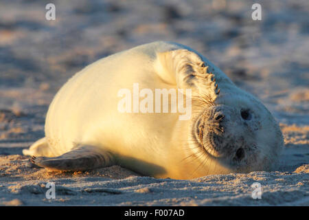 graue Dichtung (Halichoerus Grypus), seal Pup Sonnenbaden am Strand, Deutschland, Schleswig-Holstein, Helgoland Stockfoto