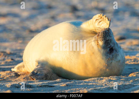 graue Dichtung (Halichoerus Grypus), seal Pup Sonnenbaden am Strand, Deutschland, Schleswig-Holstein, Helgoland Stockfoto