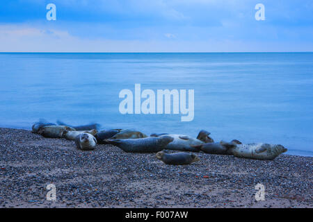 graue Dichtung (Halichoerus Grypus), graue Dichtungen liegen am Strand, Deutschland, Schleswig-Holstein, Helgoland Stockfoto