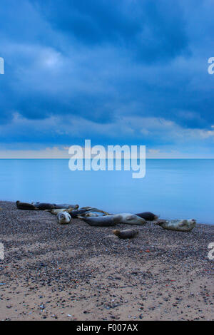 graue Dichtung (Halichoerus Grypus), graue Dichtungen liegen am Strand, Himmel mit Wolken, Deutschland, Schleswig-Holstein, Helgoland Stockfoto