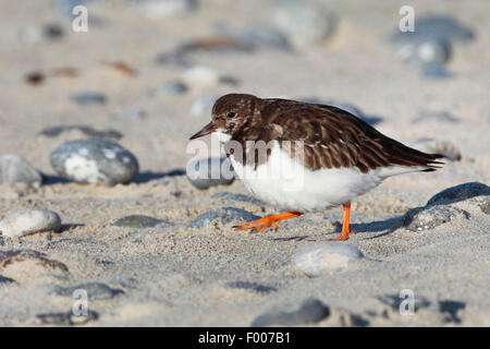 Ruddy Steinwälzer (Arenaria Interpres), Suche Essen am Strand, Deutschland, Schleswig-Holstein, Helgoland Stockfoto