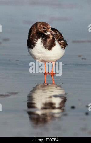 Ruddy Steinwälzer (Arenaria Interpres), stehen am Strand bei Ebbe, Deutschland, Schleswig-Holstein, Helgoland Stockfoto