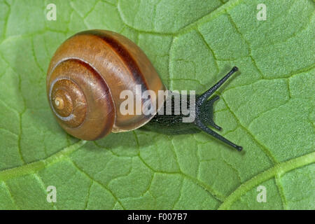 Bush-Schnecke (Fruticicola Fruticum, Bradybaena Fruticum), kriecht auf einem Blatt, Deutschland Stockfoto