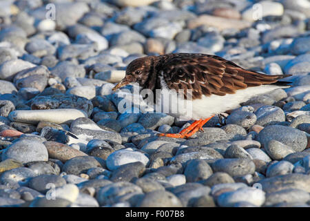 Ruddy Steinwälzer (Arenaria Interpres), Suche nach Nahrung auf den Kiesstrand, Deutschland, Schleswig-Holstein, Helgoland Stockfoto