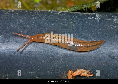 Dreibereich-Gardenslug, iberischen Nacktschnecke, drei band Garten Nacktschnecke, Glasshouse Slug (Lehmannia Valentiana, Ambigolimax Valentianus), Deutschland Stockfoto