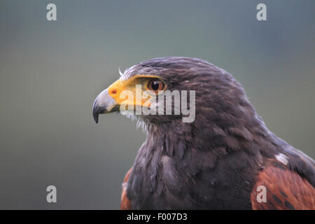 harris'hawk (Parabuteo Unicinctus), portrait Stockfoto