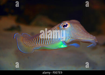 gemeinsamen Tintenfisch (Sepia Officinalis), Schwimmen Stockfoto
