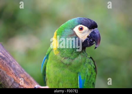 Golden-Kragen Ara (Primolius Auricollis), auf einem Ast, Porträt Stockfoto
