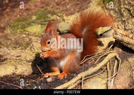 Europäische Eichhörnchen, eurasische Eichhörnchen (Sciurus Vulgaris), sitzt auf dem Boden, die Fütterung, Deutschland Stockfoto