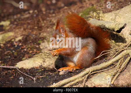 Europäische Eichhörnchen, eurasische Eichhörnchen (Sciurus Vulgaris), sitzt auf dem Boden, die Fütterung, Deutschland Stockfoto