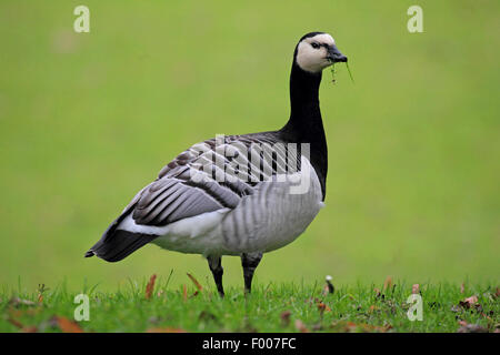 Weißwangengans (Branta Leucopsis), auf einer Wiese, Deutschland Stockfoto