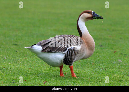 Swan Goose, Brown afrikanischen Gans (Anser Cygnoides), auf einer Wiese, Deutschland Stockfoto