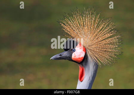 South African gekrönt Kran, grau gekrönt Kran (Balearica Regulorum), Portrait Stockfoto