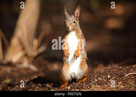 Europäische Eichhörnchen, eurasische rote Eichhörnchen (Sciurus Vulgaris), sitzt auf den Hinterbeinen auf dem Boden, Deutschland Stockfoto