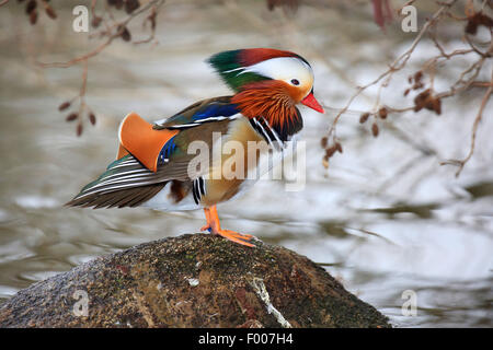 Mandarinente (Aix Galericulata), männliche auf einem Stein im Wasser, Deutschland Stockfoto