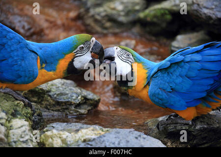 Blau-gelbe Ara, blau und Gold Ara, blau und Gold Ara, blau-gelbe Ara (Ara Ararauna), koppeln Abrechnung Stockfoto