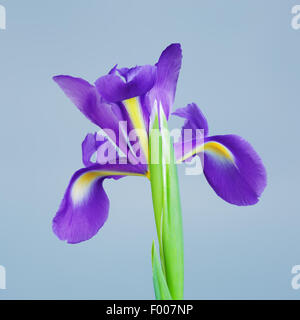 schöne lila Blume Iris, auf grauem Hintergrund Stockfoto