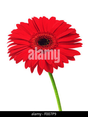 schöne rote Gerbera Blume, isoliert auf weiss Stockfoto