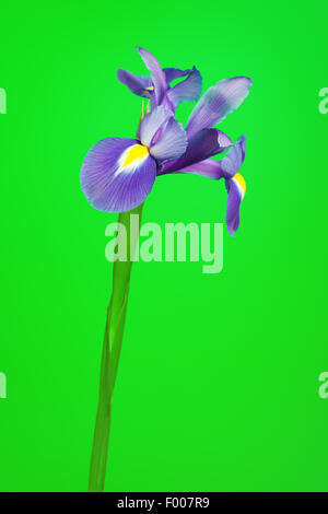 schöne lila Blume Iris, auf grünem Hintergrund Stockfoto