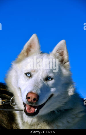 Siberian Husky (Canis Lupus F. Familiaris), Porträt vor blauem Himmel, Frankreich Stockfoto