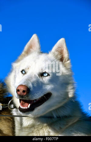 Siberian Husky (Canis Lupus F. Familiaris), Porträt vor blauem Himmel, Frankreich Stockfoto