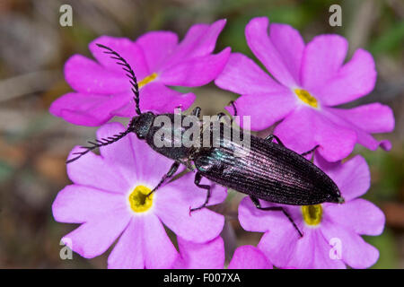 Klicken Sie auf Käfer (Ctenicera spec.), Primula Blumen, Deutschland Stockfoto