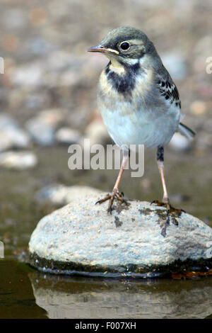 Trauerschnäpper Bachstelze, Pied Bachstelze (Motacilla Alba), Juvenile auf einem Stein im Wasser, Deutschland Stockfoto
